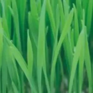 캣그라스 밀싹 키우기용 씨앗 판매 종자판매 채소씨 재배용 300g