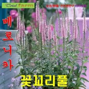 씨앗나라 베로니카 꽃꼬리풀 씨앗혼합 25립