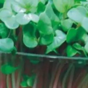 새싹 적무 종자 씨앗 300g 어린 잎채소