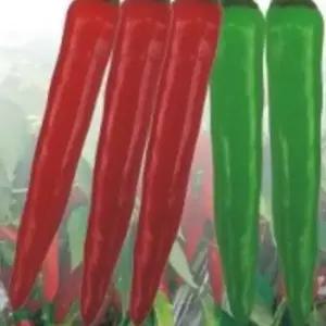 고추 칼탄 풋고추 건강한