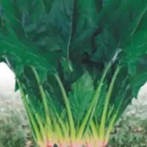 시금치 종자 씨앗 월동 섬초 겨울 채소씨앗 400g 야채