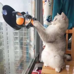 [룽스_61]고양이 장난감 고양이집 주인님은 탁구왕