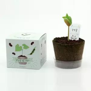지피포트 배양토 강낭콩 씨앗 관찰 일지 학습 세트/DIY/고추/방울토마토/봉선화/화분/식물/키우기/실내/인