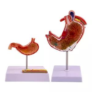 인체 위장 모형 해부학 교육용 신체 장기 내장 의학 실습 교구 병원 상담용