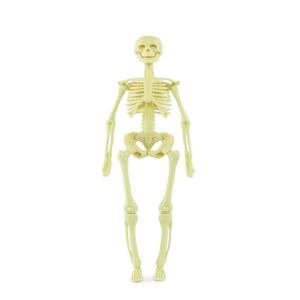 인체 골격 분해 해골 모형 3D 신체 해부학 교육 인체모형 조립