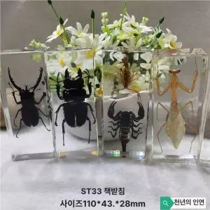 곤충 표본 타란튤라 사마귀 다양한 버그 교육용