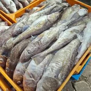 국내산 손질 대구 1kg