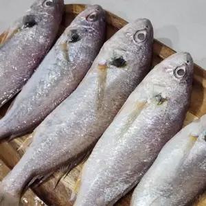 국내산 백조기 2kg 14-24미 내외