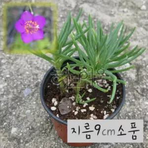 초화화 노지월동 야생화 지름 9cm 소품화분