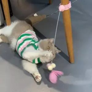 고품질 TBZ 고양이 사냥놀이 스프링 장난감 1개 사냥놀이 펫 움직...
