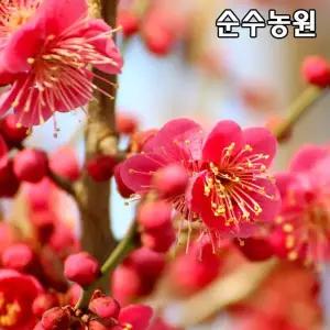 설중매, 홍매화나무 묘목 접목1년 뿌리묘 3개/꽃매화/홍설매/꽃나무/조경수