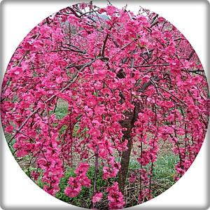 홍도화/수양홍도화/prunus persica/묘목/접목묘/유실수/과일나무/약용수/정원수