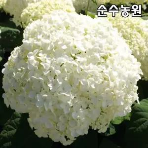아나벨수국나무 묘목, 스트롱아나벨 4치포트 1개/미국수국/꽃나무/조경수