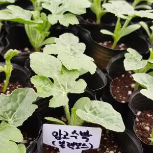 [모종모종]망고수박(작은컵2주) (블랙보스수박 모종) (1주 주문하시면 2주 배송합니다 )희귀모종팔아요