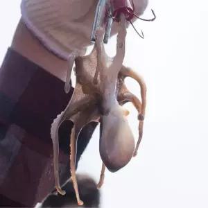 [식탁이야기]쫄깃 제철 서해 자연산 활 쭈꾸미 급냉 1kg