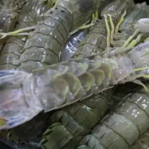 연안 급냉 갯가재 500g