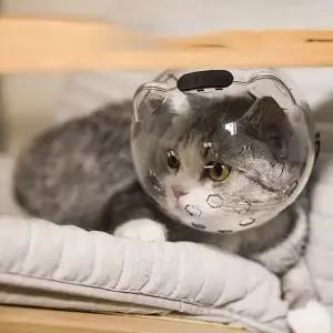 고양이 발톱 헬멧 물림방지 우주헬멧 입마개