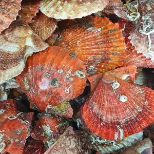 제철 국내산 비단가리비 1kg