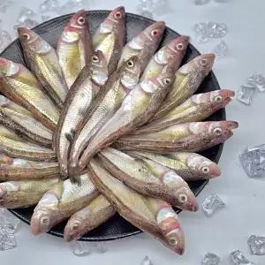 국내산 도루묵 1kg 20미내외