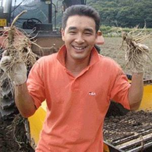 (싱싱한햇삼)750g가정용실속파삼 500g750g 난발삼 쭉뻗은원수삼 세척인삼 다림용 선물용
