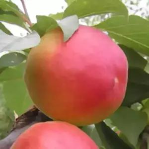 [할인상품] 하모니 플럼코트 (자두+살구) 나무 묘목 - 분묘 결실주