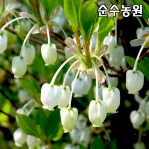 단풍철쭉나무 묘목, 백색 삽목2년 뿌리묘 3개/방울철쭉/꽃나무/정원수
