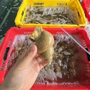 동해안 활 백골뱅이 대 1kg 백고동 골뱅이