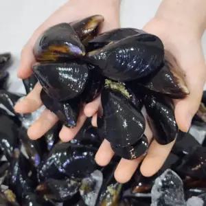 통통 다듬이 홍합 4kg