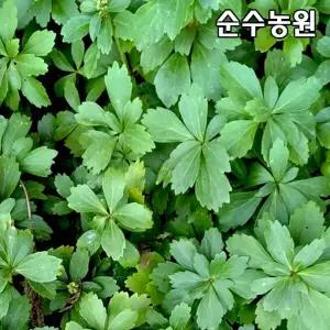 수호초 모종 포트 10개/전국상록노지월동/야생화/지피식물