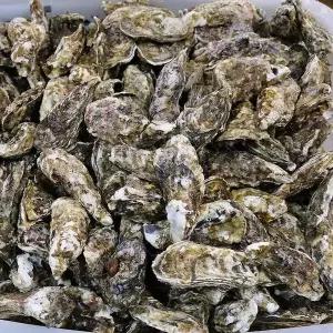 [셀러허브]통영 석화 10kg 120-150미 통영 굴 석화 굴 10kg 석화 통영 각굴 10kg 햇굴 (S42306433)
