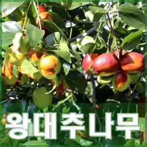 대추나무 묘목 왕대추 3년생