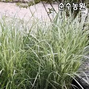억새 모종, 흰줄무늬억새 5치포트 1개/그라스/다년초/조경수