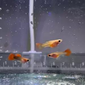 (아쿠아네스트) 크렌베리글라스벨리숏바디 고정구피(파이리) 1쌍