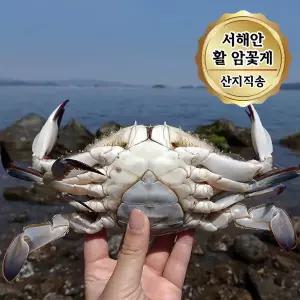 당일조업 서해안 활 암꽃게 알배기 꽃게 1kg (4~6미)