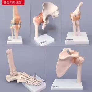 어깨뼈 모형 견갑골 인대