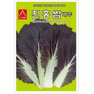 쌈배추씨앗 진홍쌈 100립 적색 쌈배추 종자