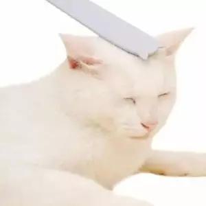 고양이브러쉬 브러쉬 그루밍 고양이 힐링 그레이