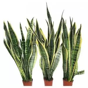베하몰 실내 화초 1+1+1 산세베리아 약80cm