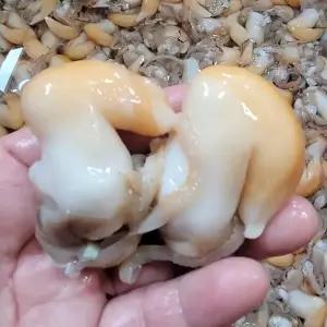 남해 노랑 새조개 살 200g 손질새조개 급냉 새조개 샤브 샤브 새조개 냉동새조개 남해새조개 조갯살