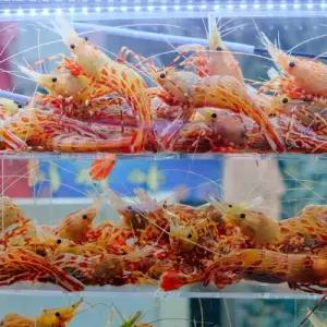 SK 신선한 연안산 독도새우 500g 1팩 (1팩 당 25-35미)
