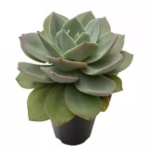 베하몰 실내 식물 원종 백봉 24cm cv. Echeveria Hakuhou 다육이 화초 인테리어 인테리어용