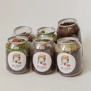 강낭콩 치커리싹 브로콜리싹 배추싹 루꼴라 고수 키우기 키트
