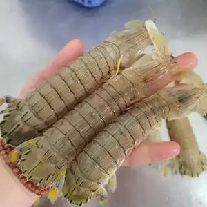 국내산 횟감용 갯가재 1kg 15-20미 내외 제철 생물 당일조업 찜 바닷가재 갑각류