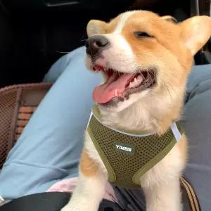 YIMEIS 개 하네스 및 목줄 세트 당기지 않는 부드러운 메쉬 애완동물 소형 중형 대형견 고양이용 반사 조절