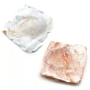 SA 조개 화석 모형 만들기 사각용기 4인 세트과학소품 관찰완구 키트 실험 놀이 협동