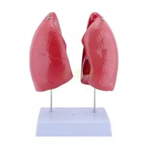 인체 해부학 모형 실습용 골반 구조 교육용 병원 여성 장기 근육 과학 인체해부학 두개골