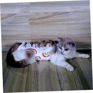 리본 중성화복 고양이 강아지 무지개 색상 키밍