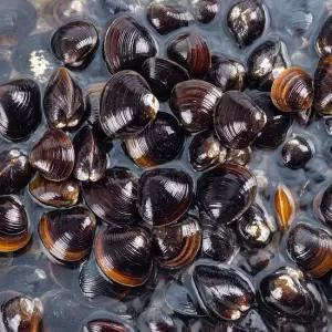 [엠픽] 자연산 100% 낙동강 재첩 800g*1팩