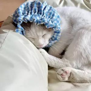 헤어밴드 강아지 귀덮개 넥워머 고양이 중성화 넥카라 용품 애묘 머리띠 소품 펫용품 반려