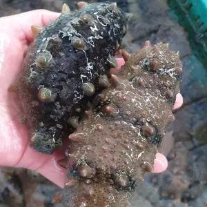 남해 자연산 활 해삼 500g 산소포장
